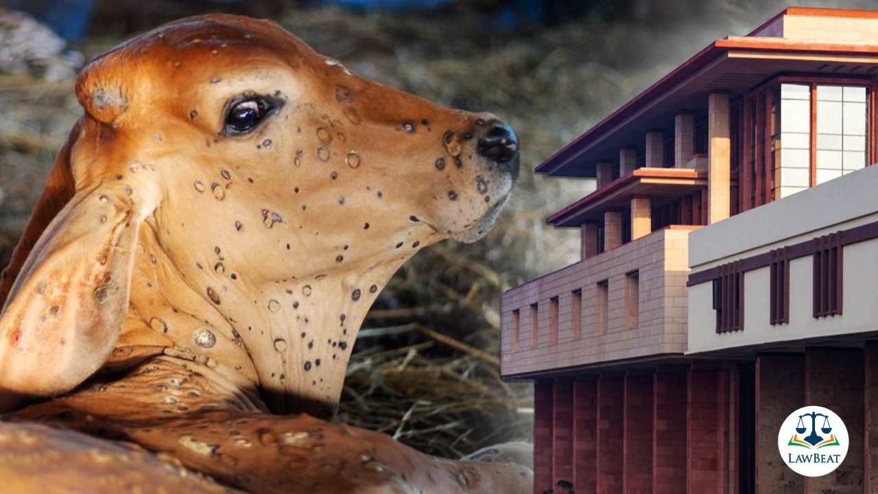 Delhi HC issues notice on application for stopping dismembering of organs of dead cows Delhi HC issues notice on application for stopping dismembering of organs of dead cows